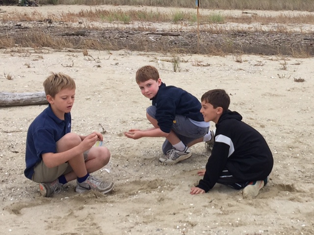 Hunting for seashells and shark's teeth